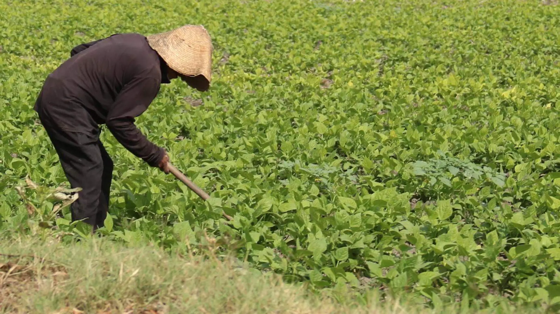 CAMPESINOS F WEN(2)